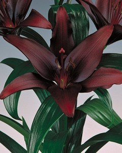 Lilium zwart